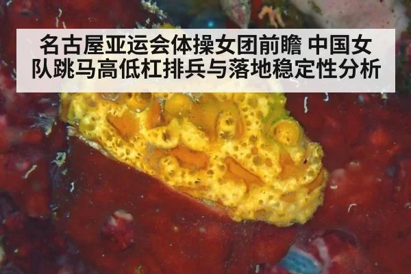 名古屋亚运会体操女团前瞻 中国女队跳马高低杠排兵与落地稳定性分析